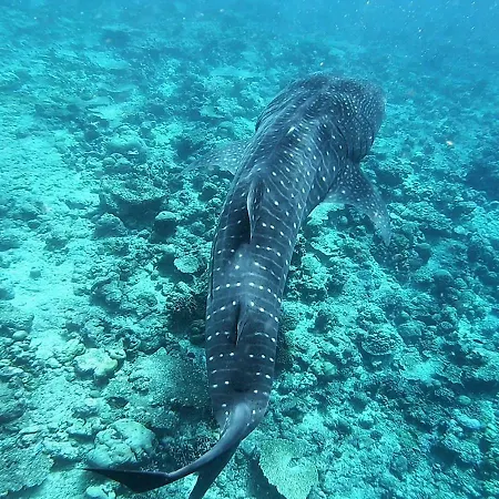 Omadhoo Inn